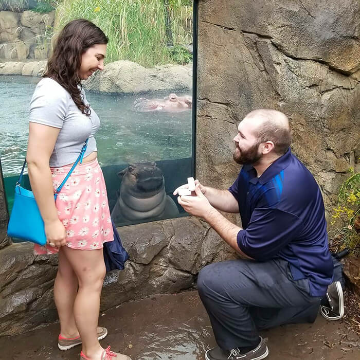 Hipopótamo “invade” foto de pedido de casamento e torna o momento mais especial     Inspiring Smile
