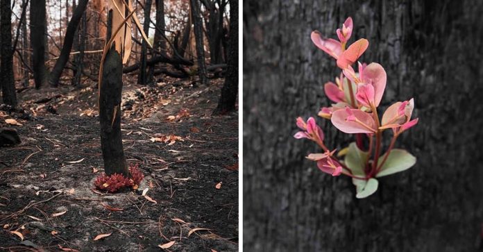 As florestas da Austrália se recusam a morrer e a vida abre caminho através das cinzas