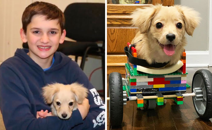 Garotinho de 12 anos cria cadeira de rodas feita de LEGO para cachorrinha deficiente
