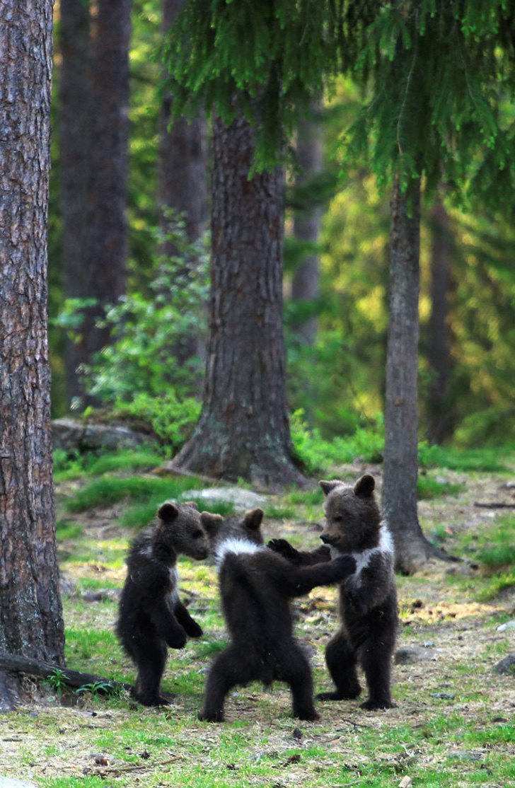 Fotógrafa registra três bebês ursos dançando no meio da floresta. A paz prevalece.