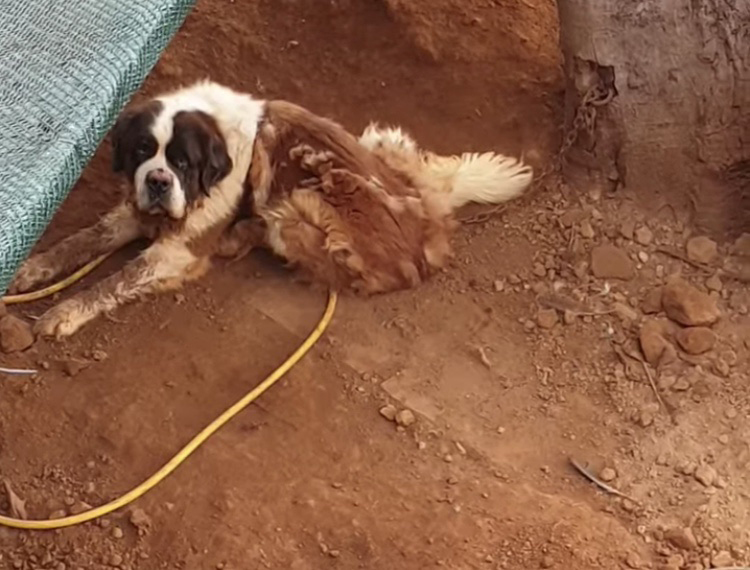Cadela é resgatada depois de viver 8 anos acorrentada em Portugal