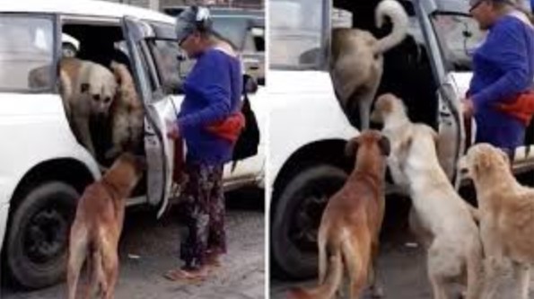Taxista Aceita Levar 8 Cães de Rua em seu Carro a Pedido de Senhora Que os Adotou
