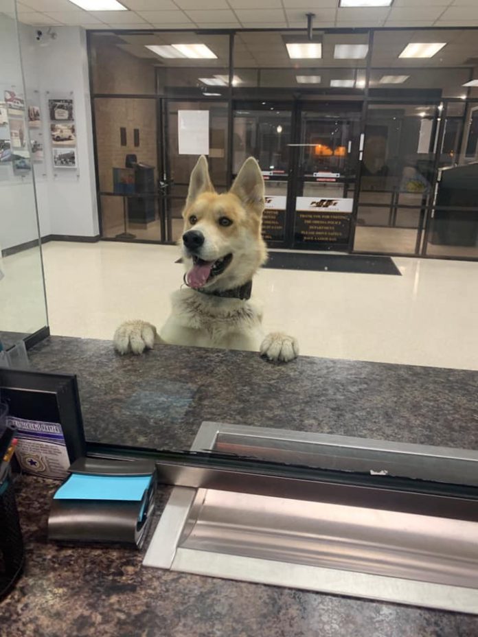 Cachorro entra em delegacia para ‘informar’ que está perdido