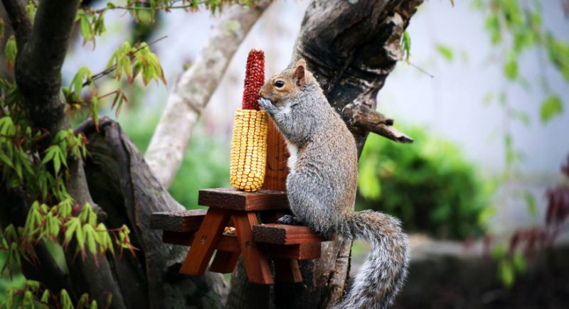 Homem constrói ‘mesinhas’ para esquilos se alimentarem e viraliza