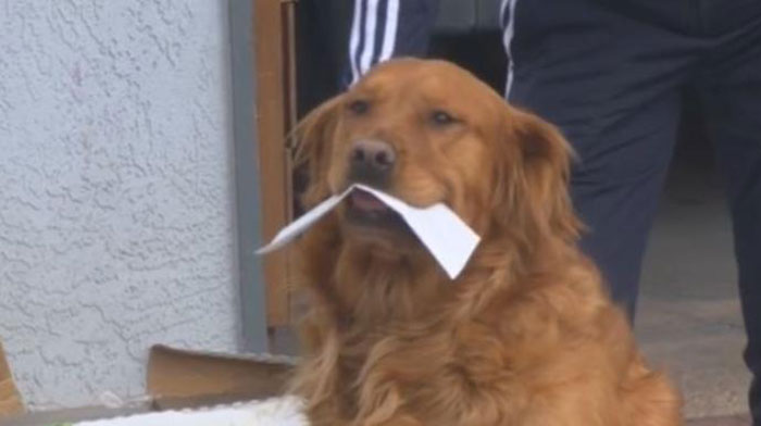 Cachorro vira entregador de vizinha idosa em quarentena por conta do Covid-19