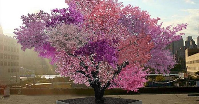 Esta árvore mágica produz 40 tipos diferentes de frutas (Sério!)