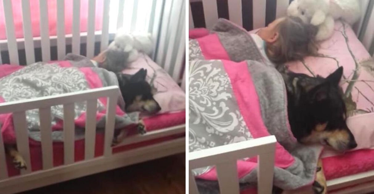 Cachorro é flagrado dormindo confortavelmente ao lado de bebê; veja o vídeo