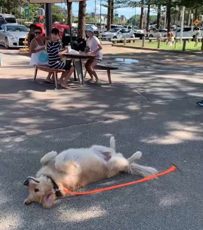 Cachorrinho adorável se faz de morto toda a vez que seu dono o obriga a sair do parque