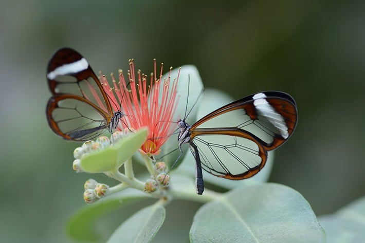 18 transformações de largatas em borboletas e mariposas