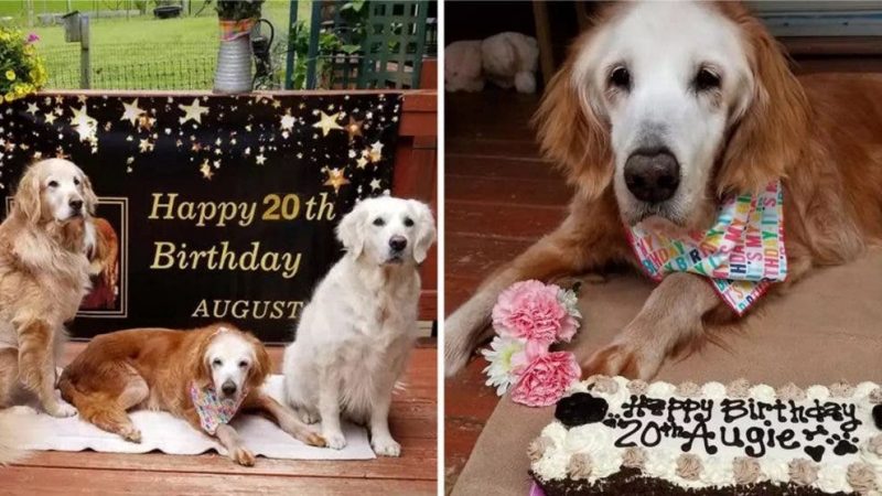 Golden Retrivier mais velho do mundo ganha festa de aniversário fofa