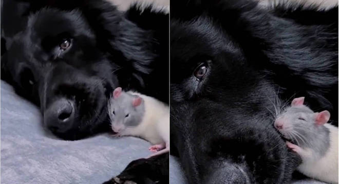 Ratinho tira soneca deitado em cachorro e vídeo viraliza
