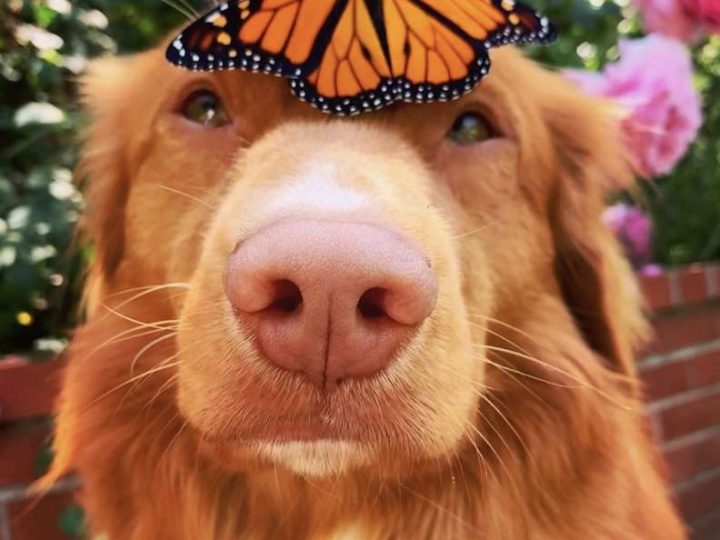 Cãozinho gentil permite que borboletas do seu jardim pousem nele para descansar
