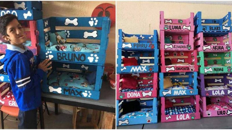 Jovem com deficiência cria camas para cães e sua mãe pede que a notícia se torne viral