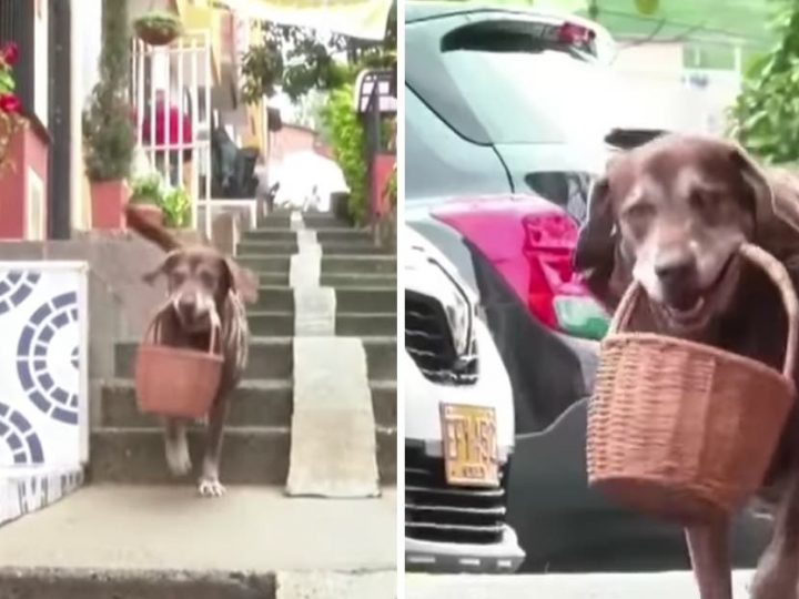 Cão trabalha como entregador em um bairro da Colômbia e protege a vizinhança do coronavírus; veja vídeo.