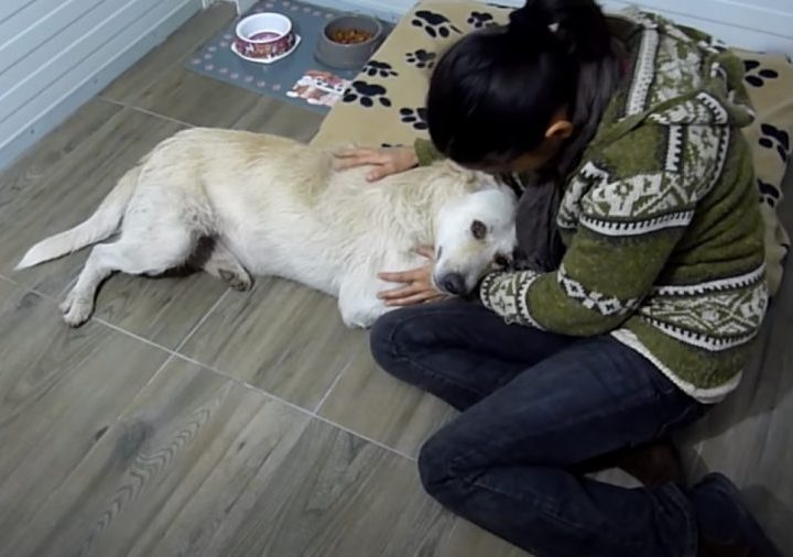Após 6 anos morando nas ruas, cão com câncer é resgatado
