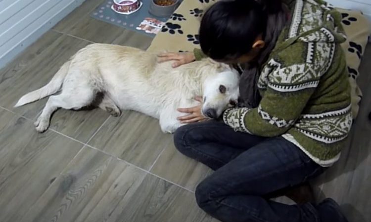 Após 6 anos morando nas ruas, cão com câncer é resgatado