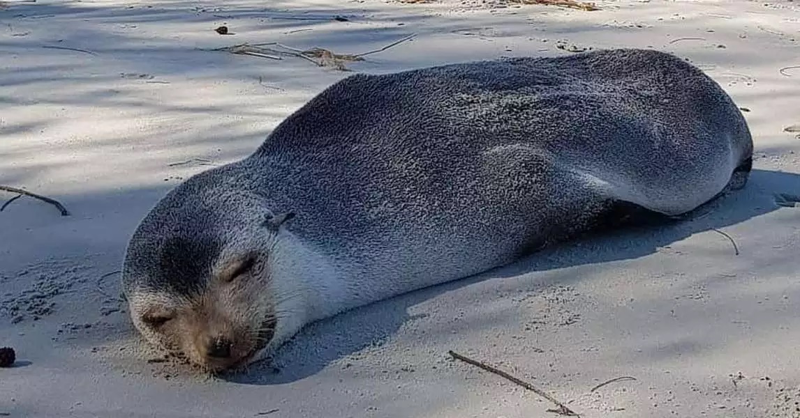 Projeto da Petrobras resgata 154 lobos-marinhos no litoral brasileiro