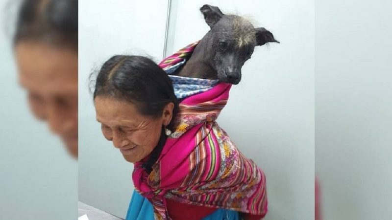 Vovó humilde carrega seu velho amigo nas costas até o veterinário