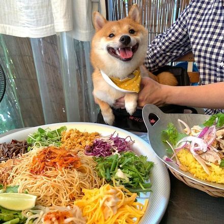 Cachorro sorri sempre que vê comida e fica famoso nas redes