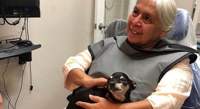 Chihuahua idosa ajuda acalmar pacientes que têm medo de dentista