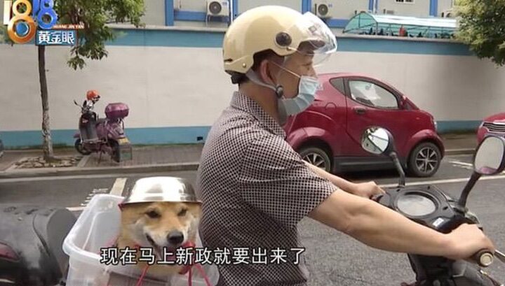 Dono monta seu cachorro de capacete dentro de uma cesta em sua motocicleta e juntou vão passear