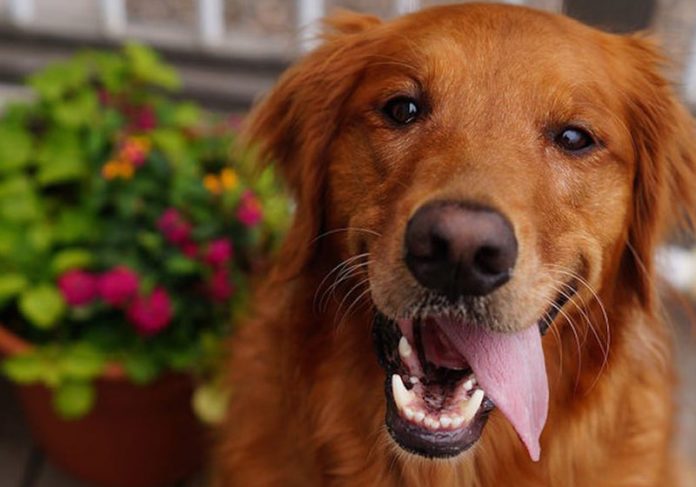 Cães idosos abandonados ganham santuário: amor no fim da vida