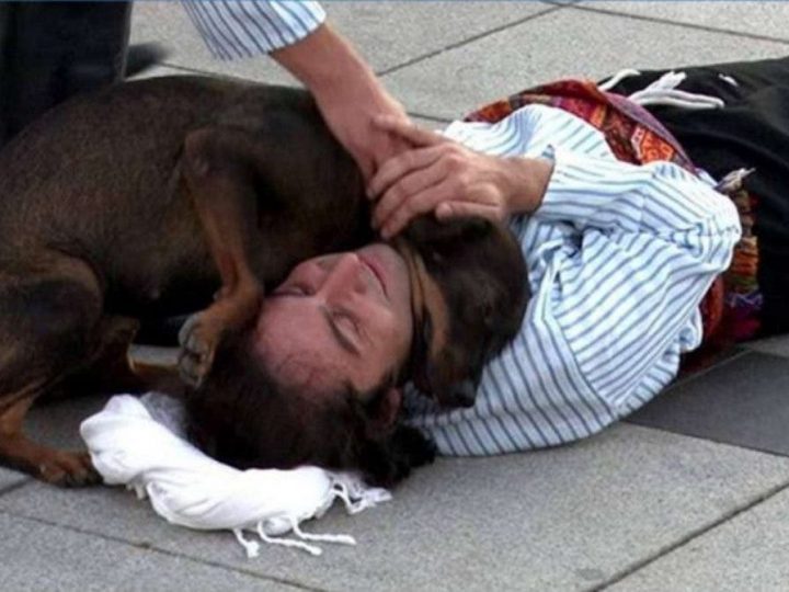 Cão de rua interrompe peça de teatro para “salvar” ator que fingia estar ferido