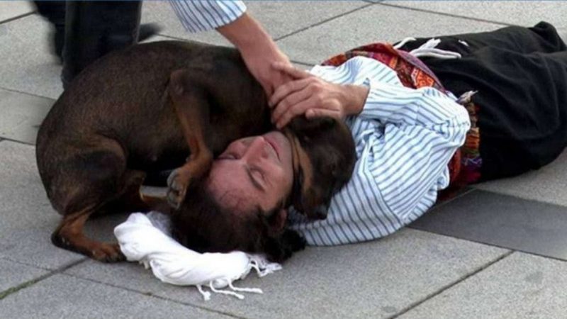 Cão de rua interrompe peça de teatro para “salvar” ator que fingia estar ferido