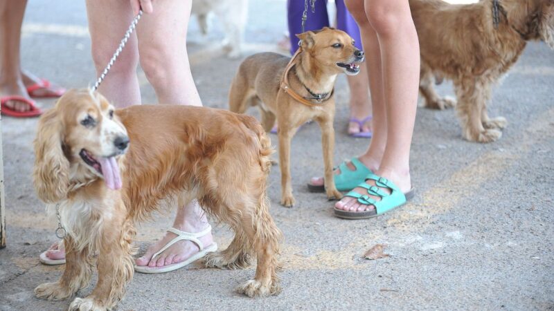 Outubro Rosa Pet alerta para câncer de mama em cadelas e gatas