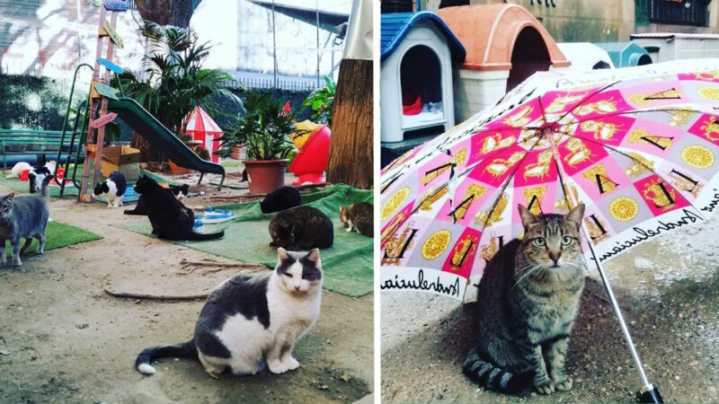 Abrigo acolhe gatinhos de proprietários que foram vítimas do coronavírus