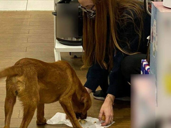 Vendedora alimenta cachorro de rua com marmita e foto viraliza