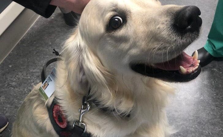 Hospital contrata cachorrinho encantador para desestressar os pacientes e funcionários