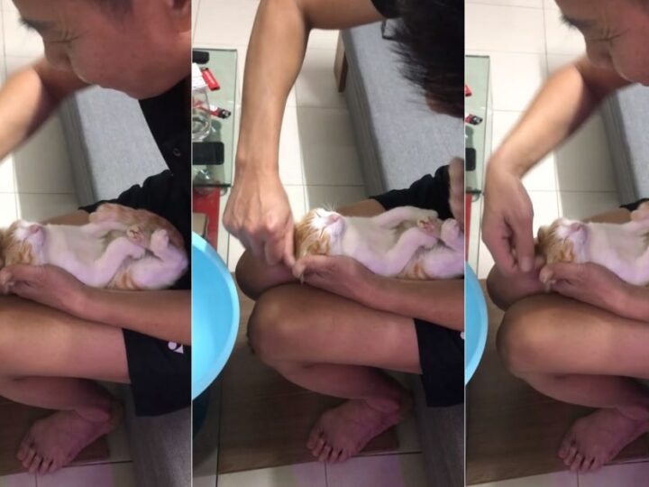 Futuro avô ensina filho a dar banho em bebê usando gato e felino se derrete com cafuné