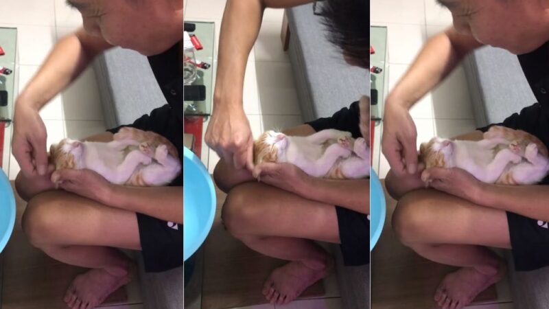 Futuro avô ensina filho a dar banho em bebê usando gato e felino se derrete com cafuné