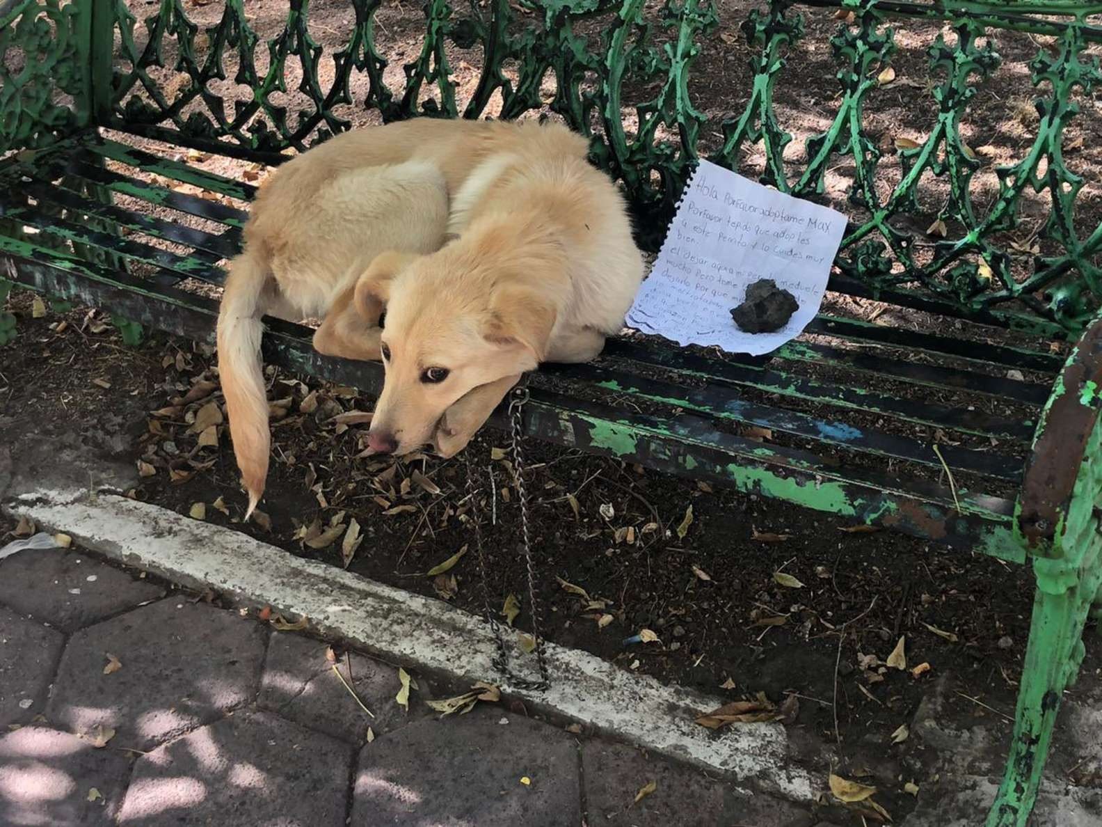 Cachorrinho abandonado com um bilhete em banco de praça aprende a confiar novamente e é adotado