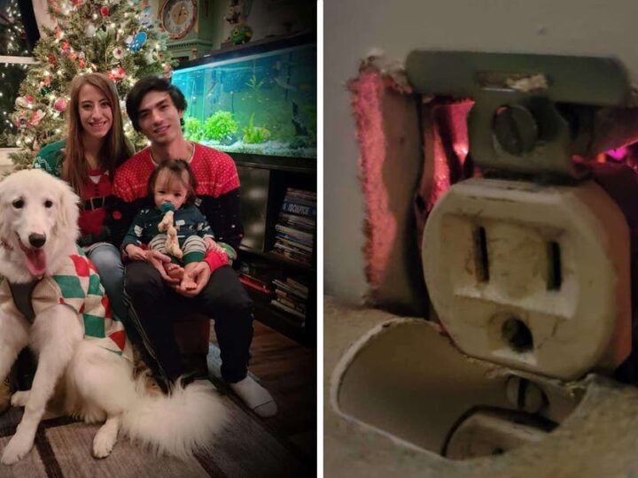 Cachorrinha evitou um incêndio ao descobrir faíscas em uma tomada. Salvou sua família como uma heroína!