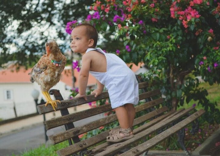 Amizade entre bebê e filhote de frango viraliza amor pela internet