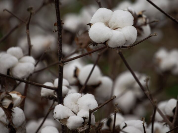 Embrapa anuncia bioinseticida contra pragas na soja, milho e algodão