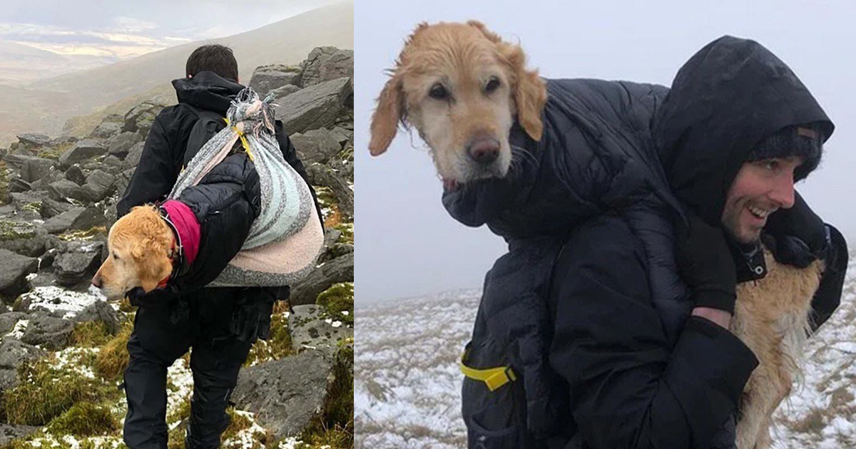 Alpinistas encontram cachorrinha perdida nas montanhas e a carregam por 10km para trazê-la de volta
