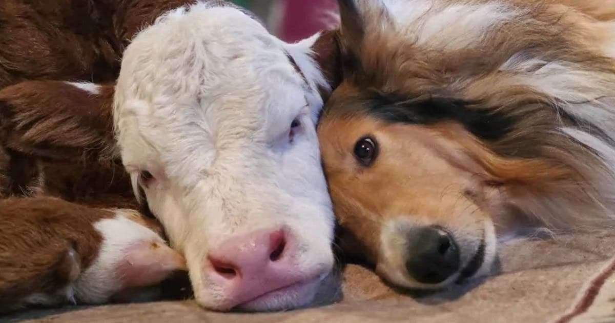 Cão e bezerro recém-nascido se tornam melhores amigos; eles dormem juntos para espantar o frio