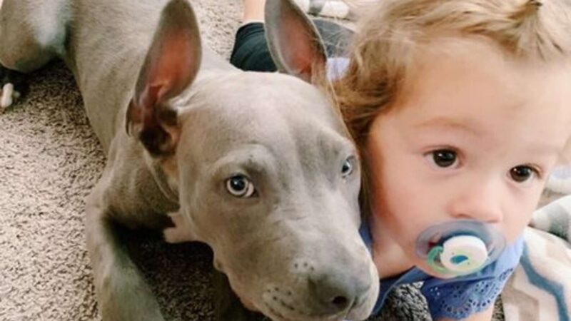 Todos os dias, cachorrinha agradece a motorista de ônibus por trazer seu irmãozinho para casa