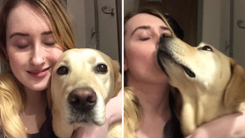 Mulher se reencontra com seu cão-guia após passar 213 dias separados, eles se complementam!