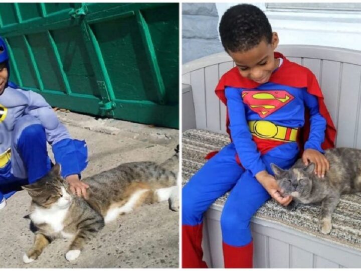 Menino de 5 anos se veste de super-herói para ajudar gatos de rua