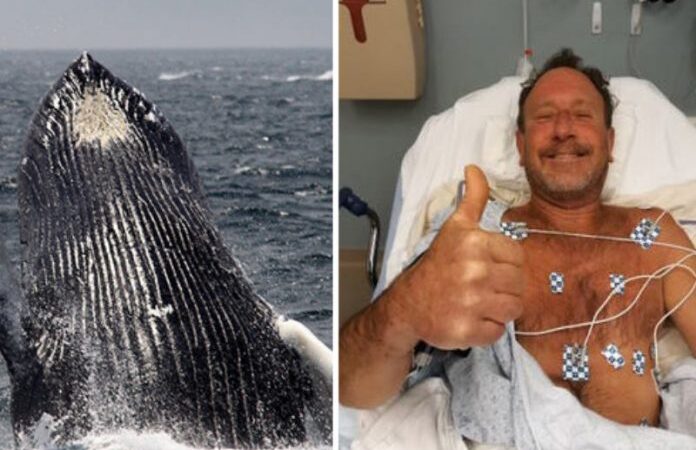 Pescador sobrevive após ser engolido e cuspido por baleia jubarte