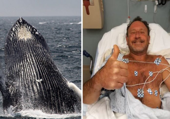 Pescador sobrevive após ser engolido e cuspido por baleia jubarte