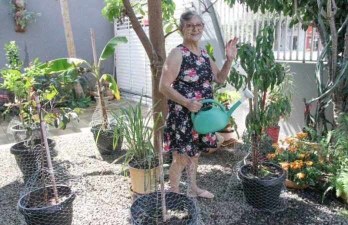 Idosa planta árvores frutíferas para vizinhos colherem à vontade