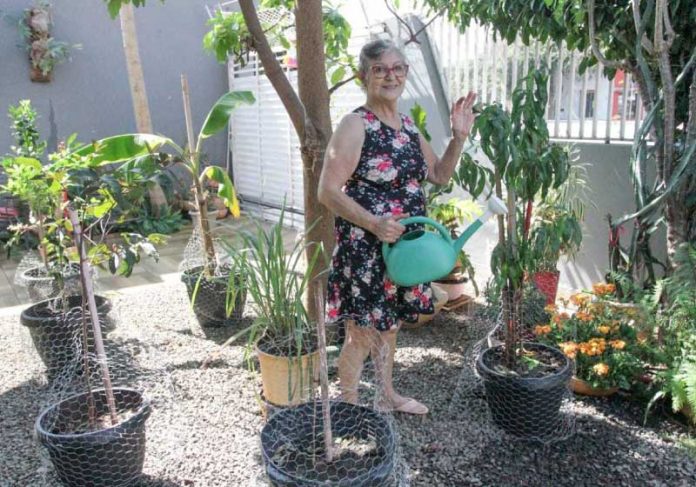Idosa planta árvores frutíferas para vizinhos colherem à vontade
