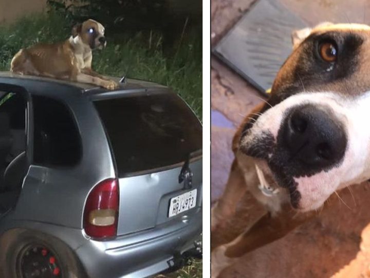 Cão fica de vigia no teto de carro roubado até dono do veículo chegar