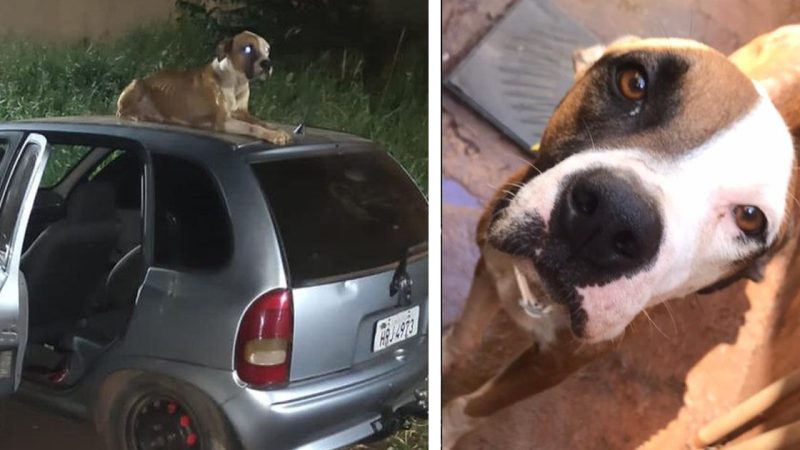 Cão fica de vigia no teto de carro roubado até dono do veículo chegar