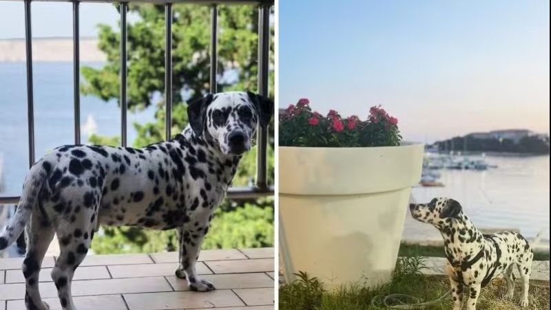 Mini dálmata faz sucesso nas redes e DNA revela motivo de o cão não ter crescido